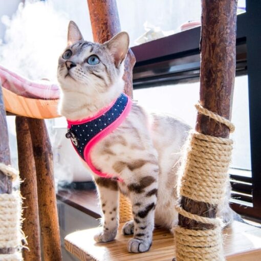 Catspia Cora kattesele Blå Pink