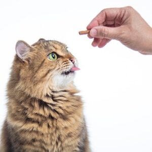 Godbidder og snacks til din kat