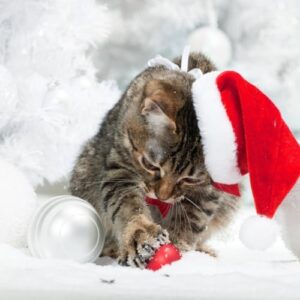 Jul med din kat