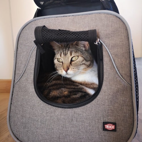 Transport tasker til katte