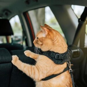 KW sikkerhedsbælte til bil kat